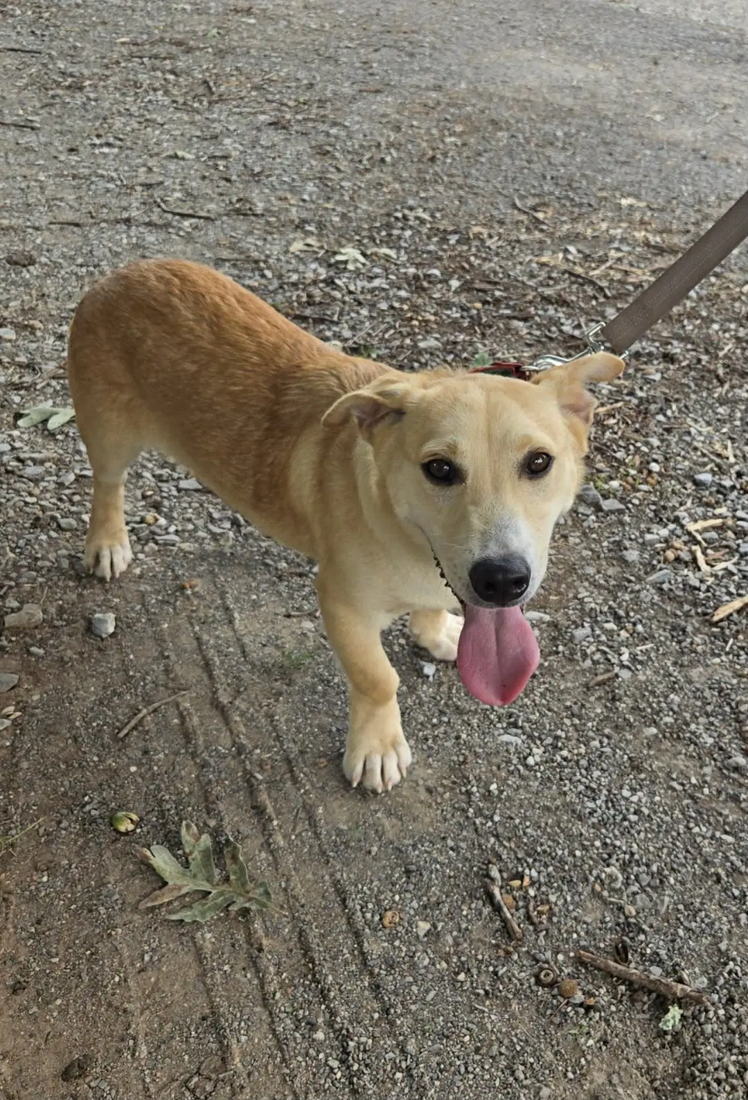 Roy - At Shelter Available image 2
