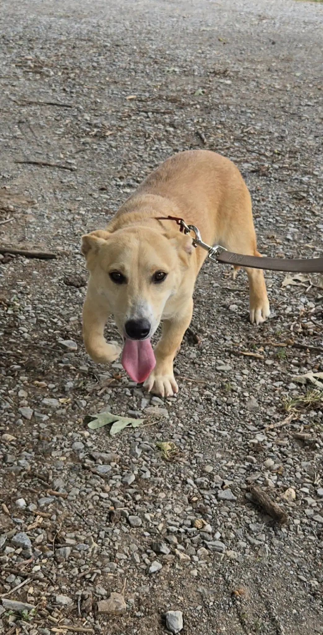 Roy - At Shelter Available image 4