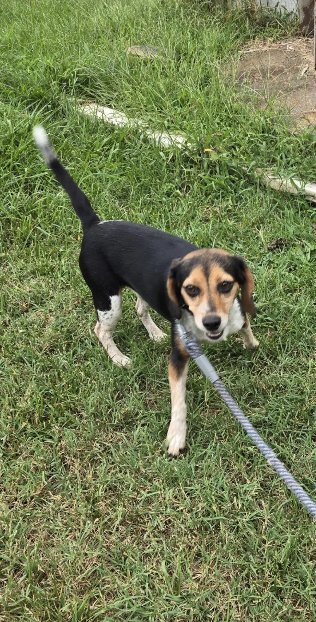 Pip - At Shelter Available image 2