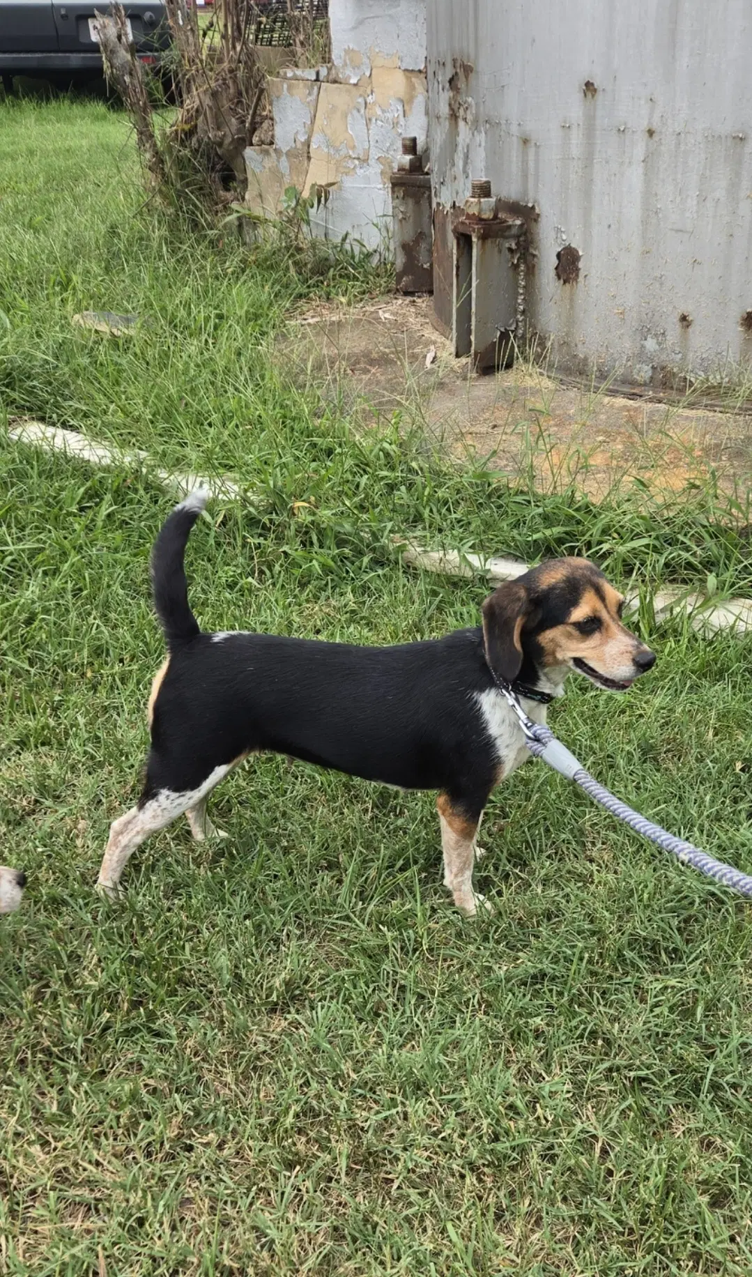 Pip - At Shelter Available image 4