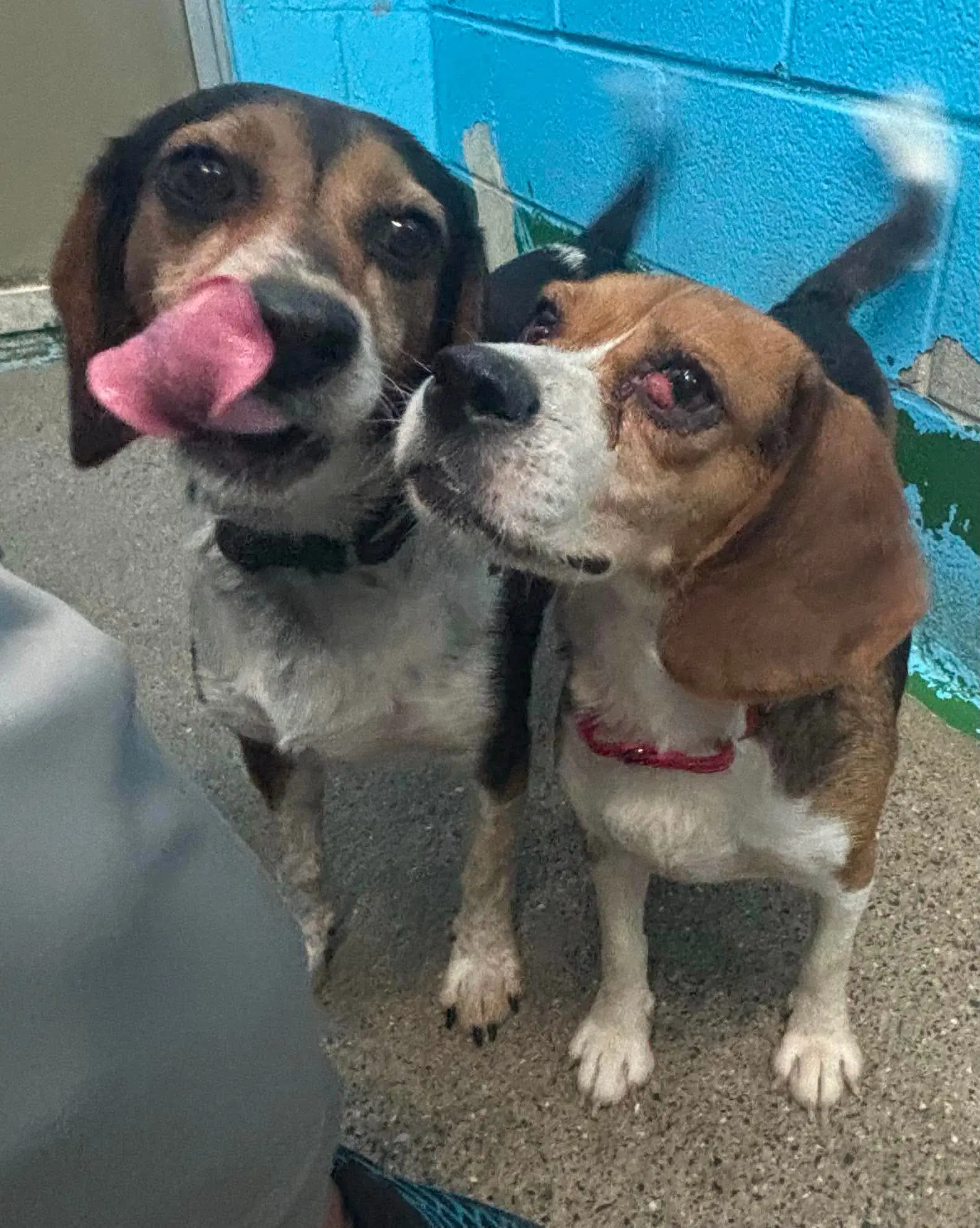 Squeak - At Shelter Available - Beagle