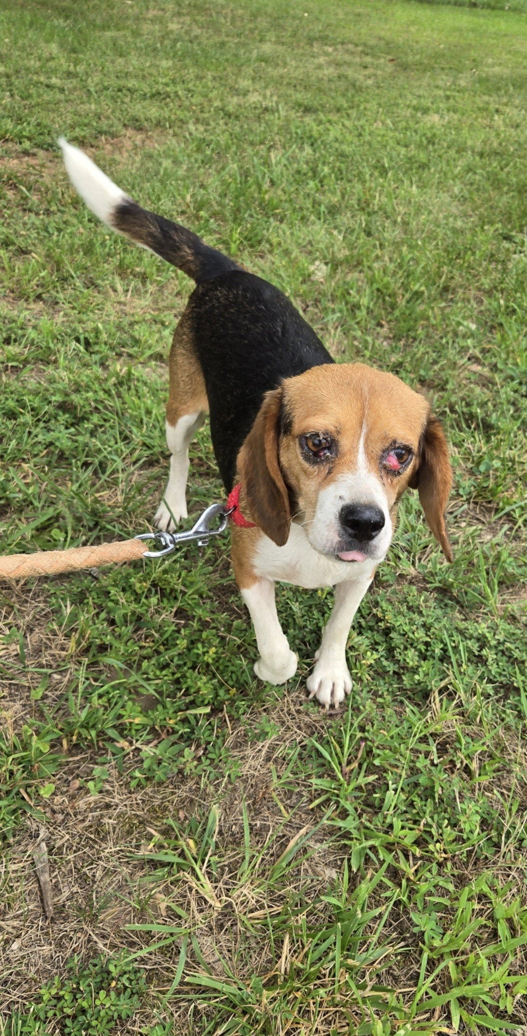 Squeek- At shelter available 8/31, dog