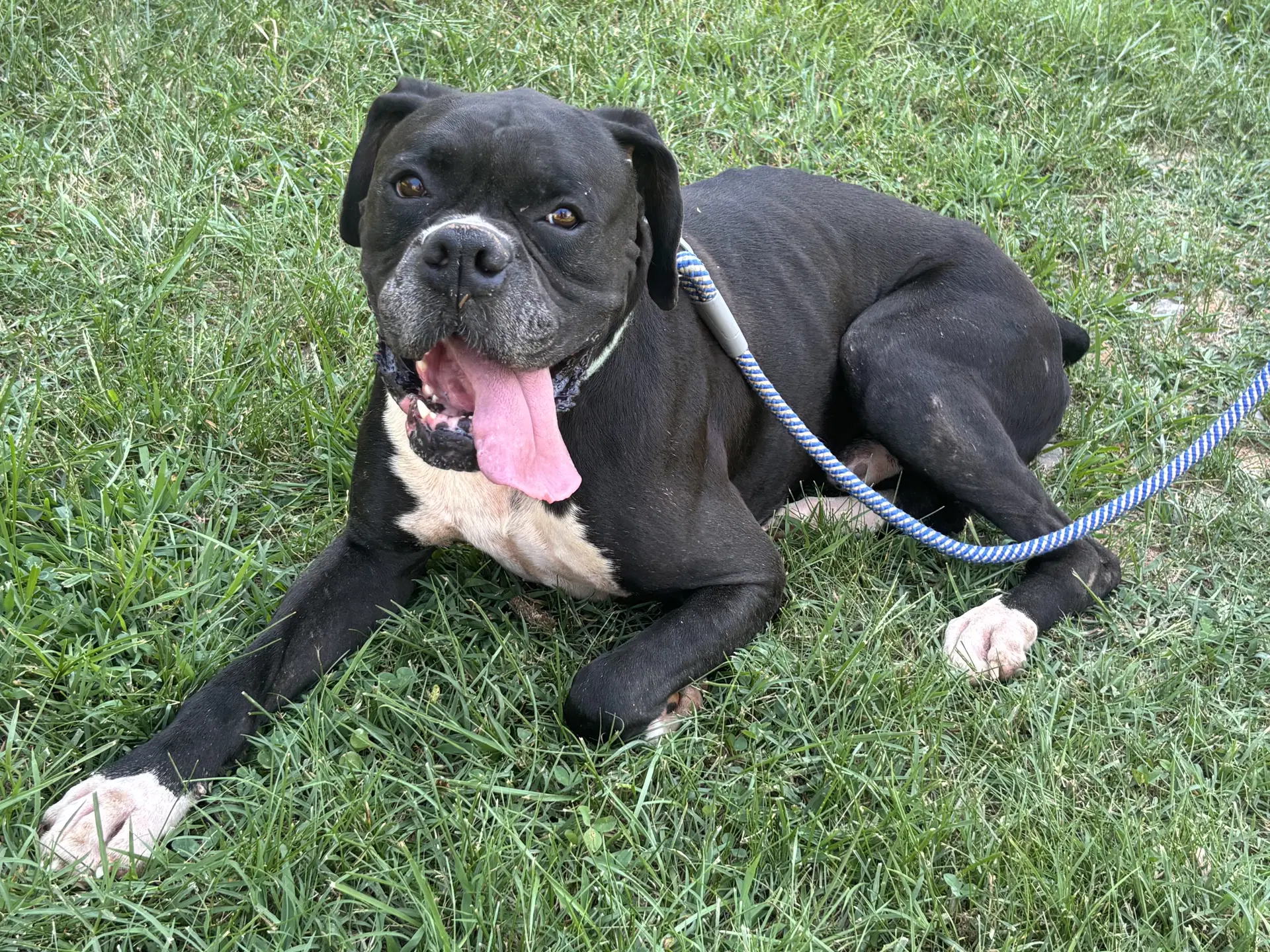 Bear Sanders - At Shelter Available - Boxer