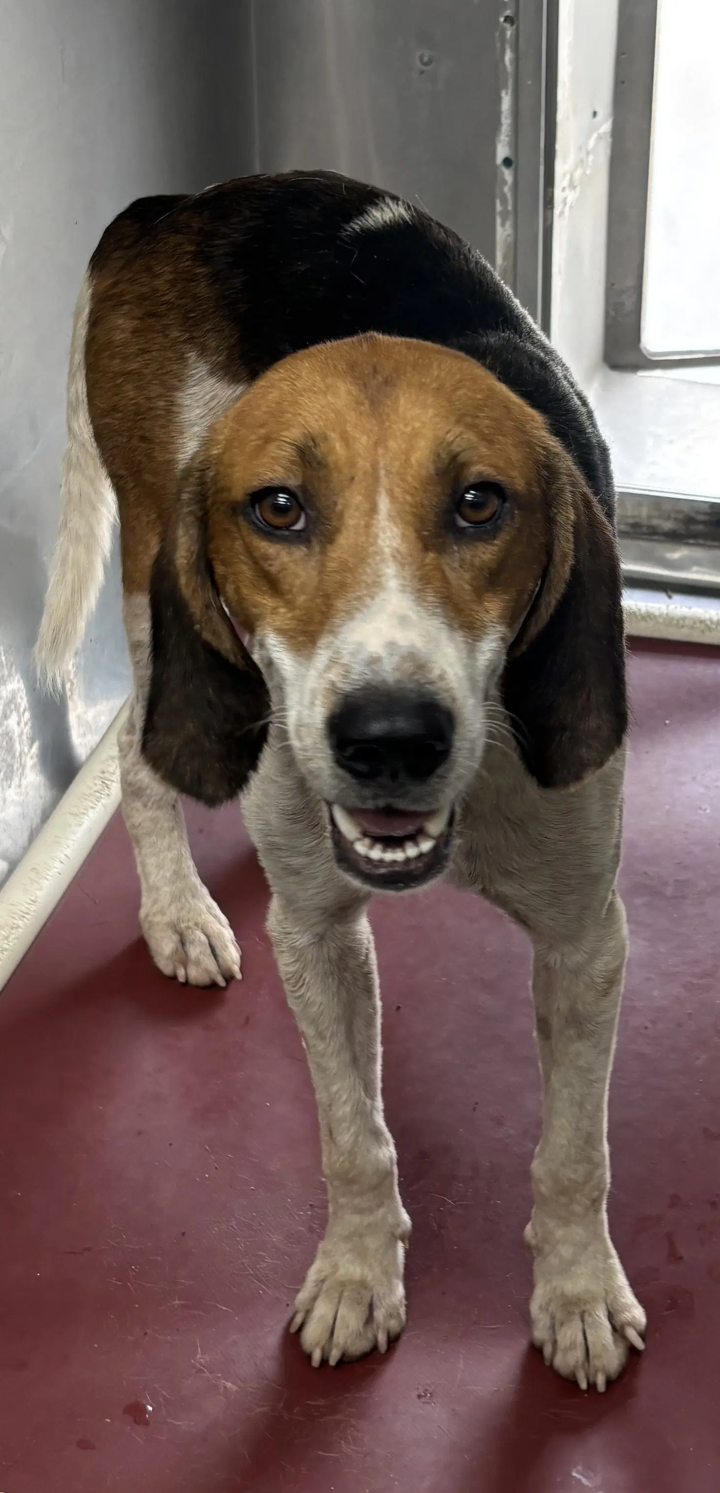 Mitchell - Not At Shelter Hills - Hound