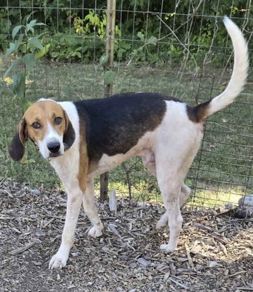 Mitchell: At shelter, a dog for adoption from Friends of Campbell County Animal Control