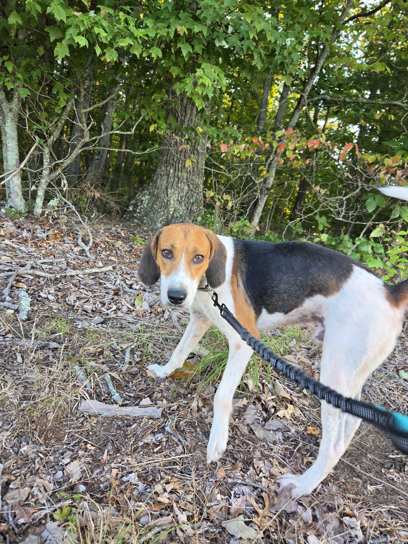 Mitchell: Not at shelter (LPS), photo 8