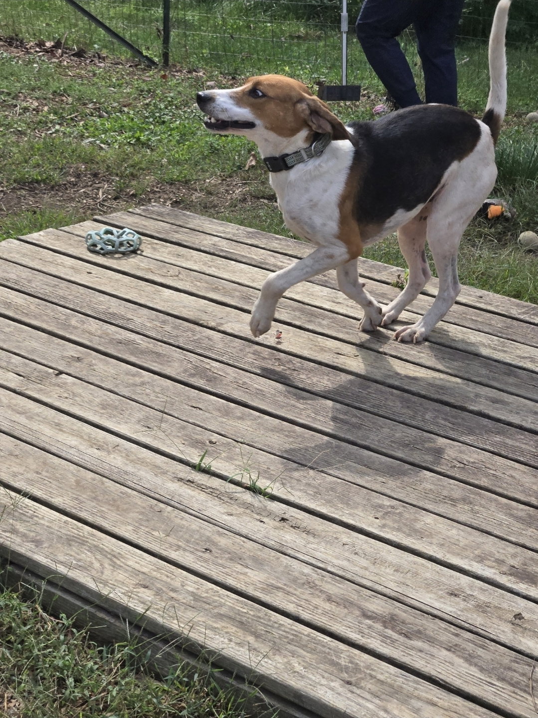Mitchell: Not at shelter (LPS), photo 9