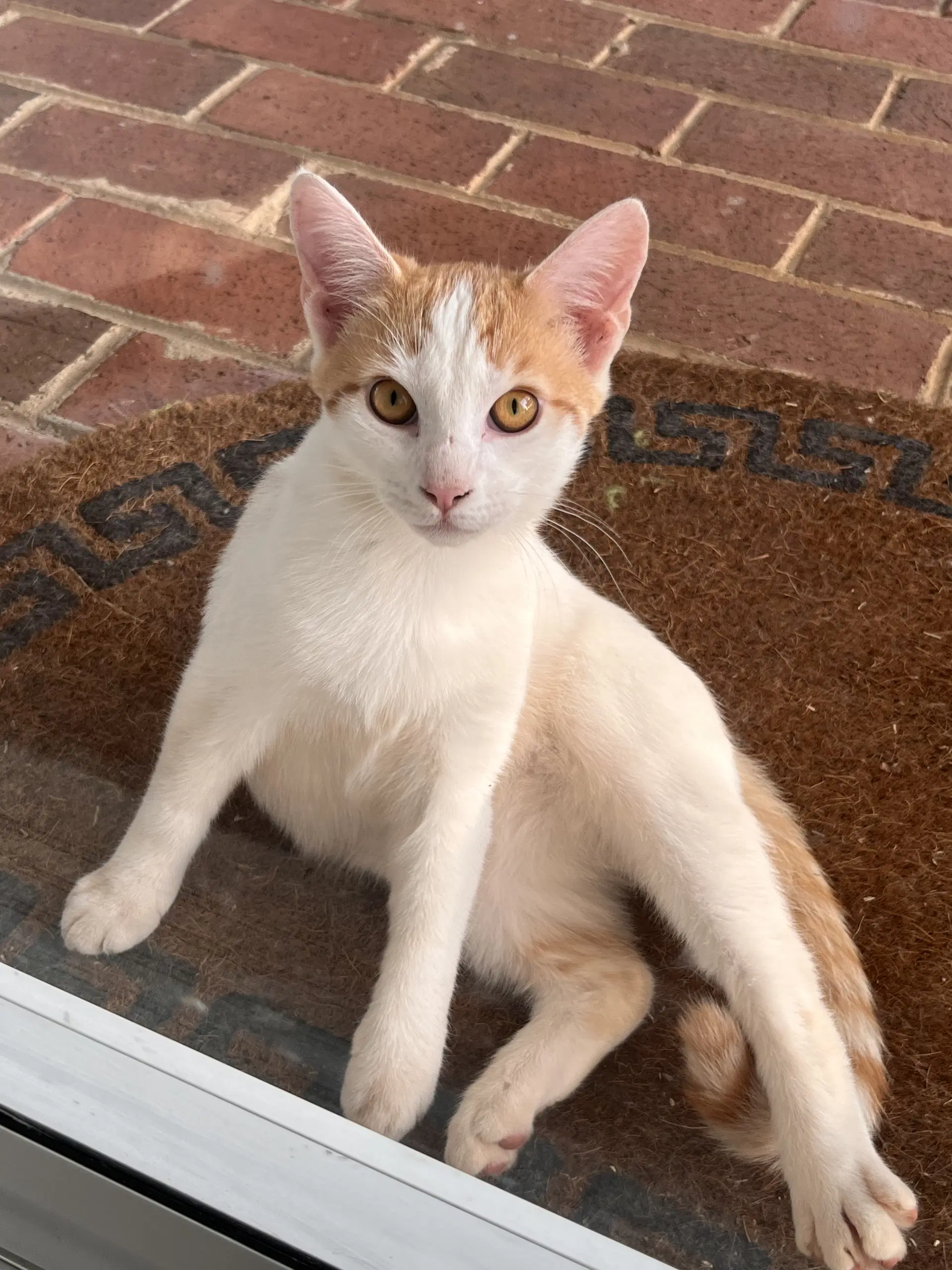 Winter Not At The Shelter Fran - Domestic Short Hair