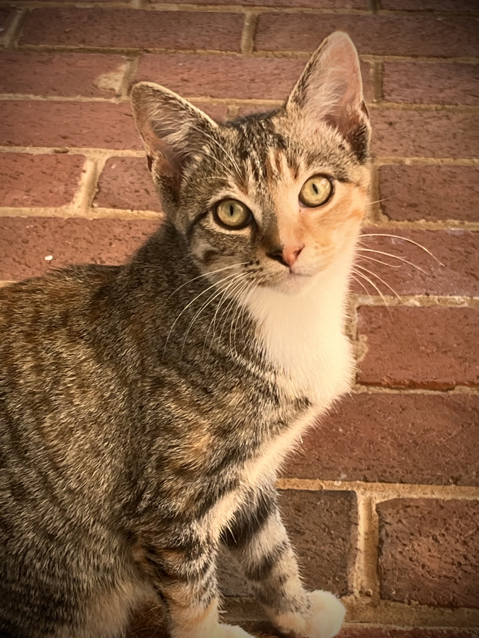 Forest: Not at shelter (Fran), cat