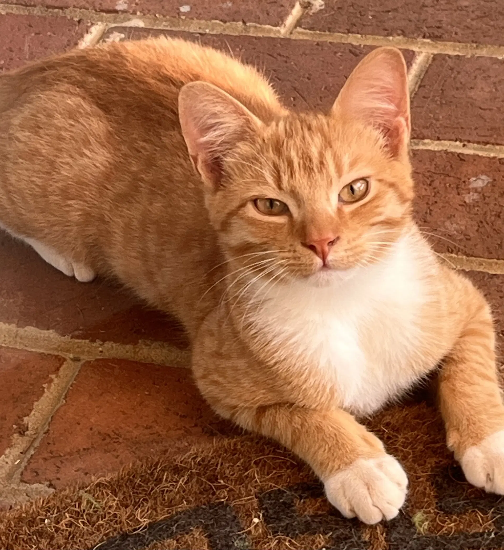 Nacho Not At The Shelter Fran - Domestic Short Hair
