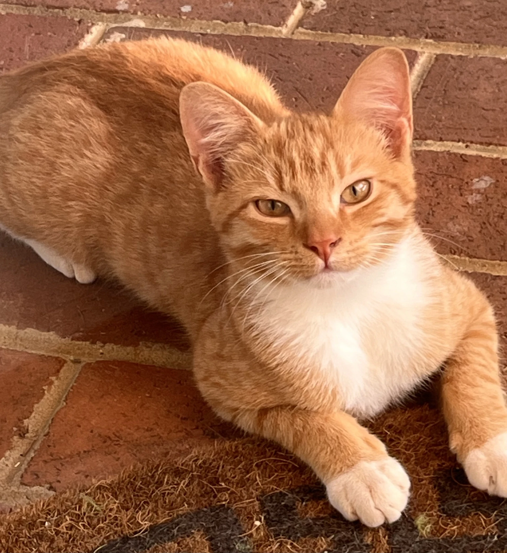 Nacho Not At The Shelter Fran