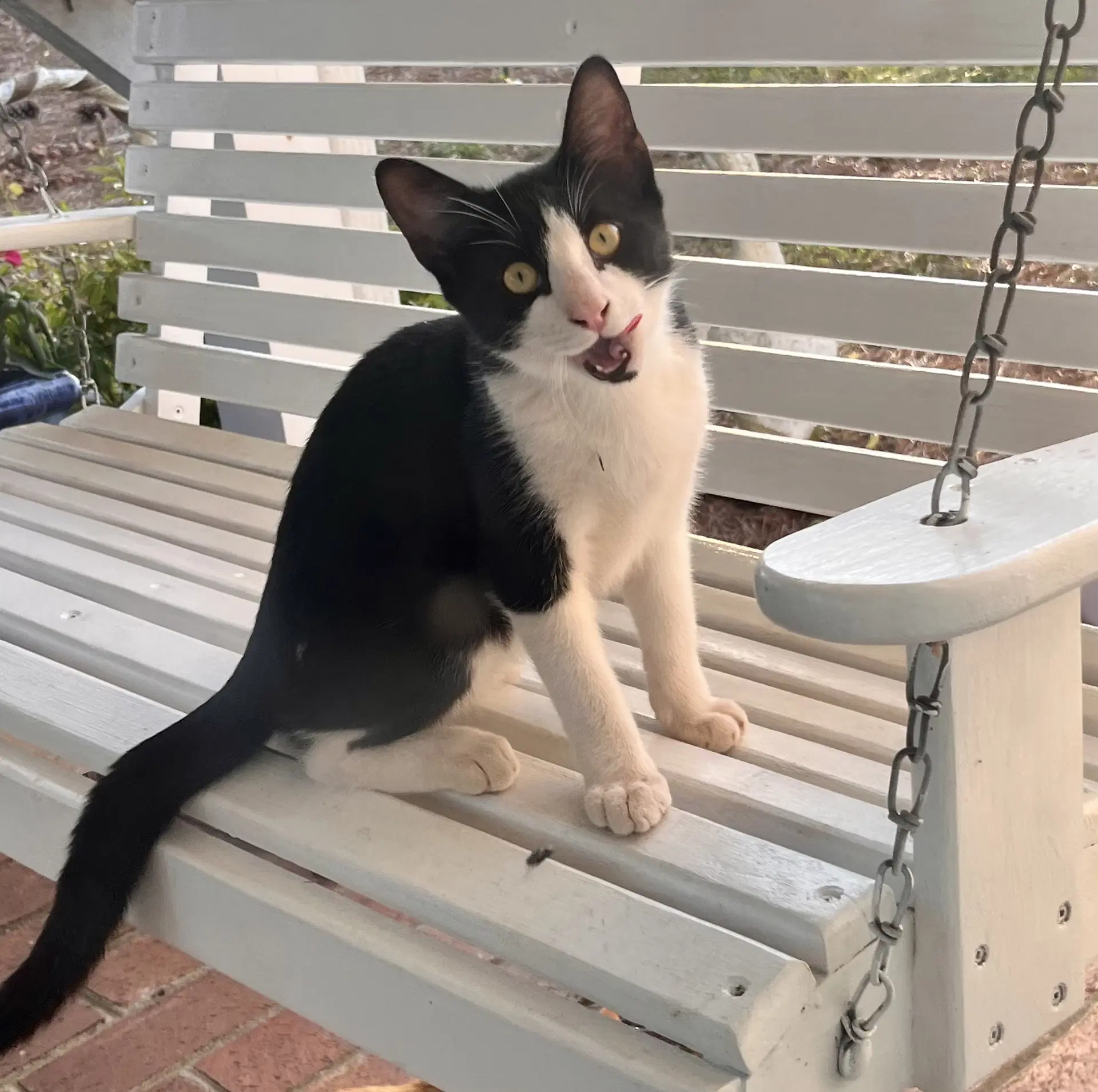 Rocky Not At The Shelter Fran - Domestic Short Hair
