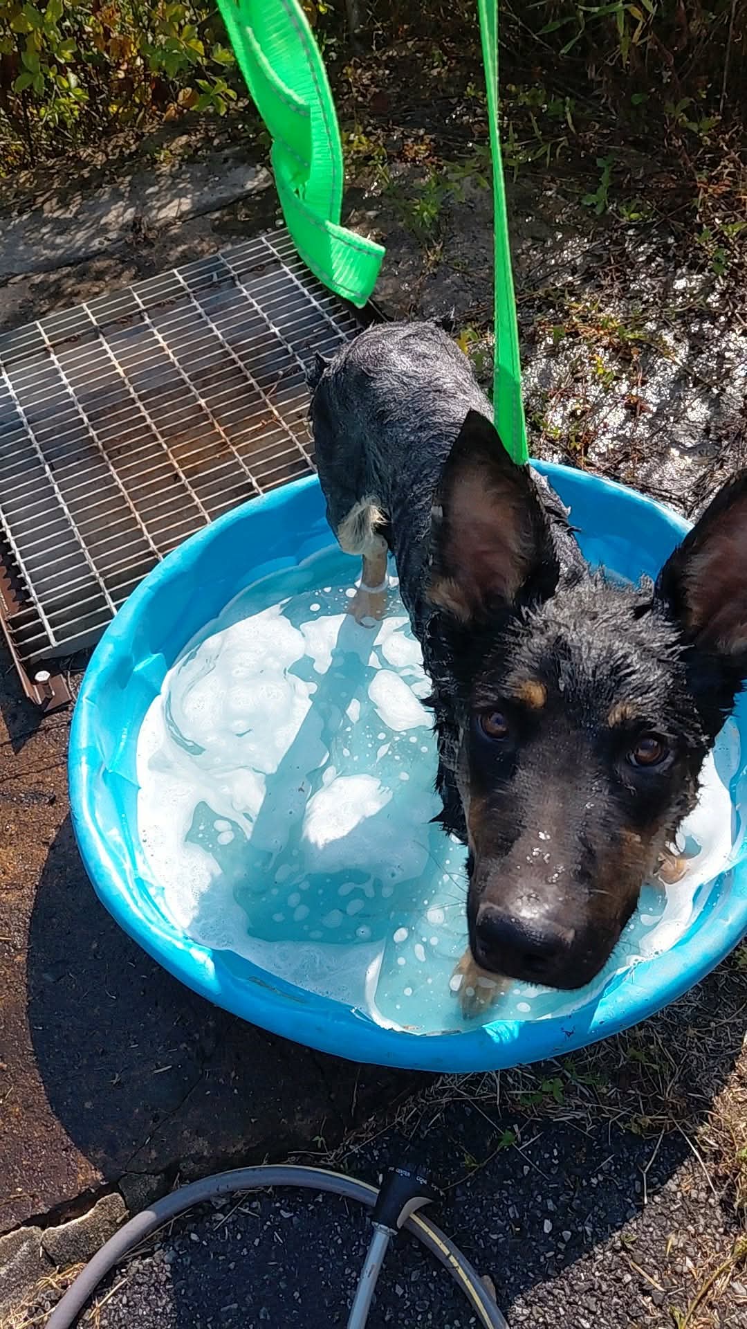 Little Baby Bear At Shelter
