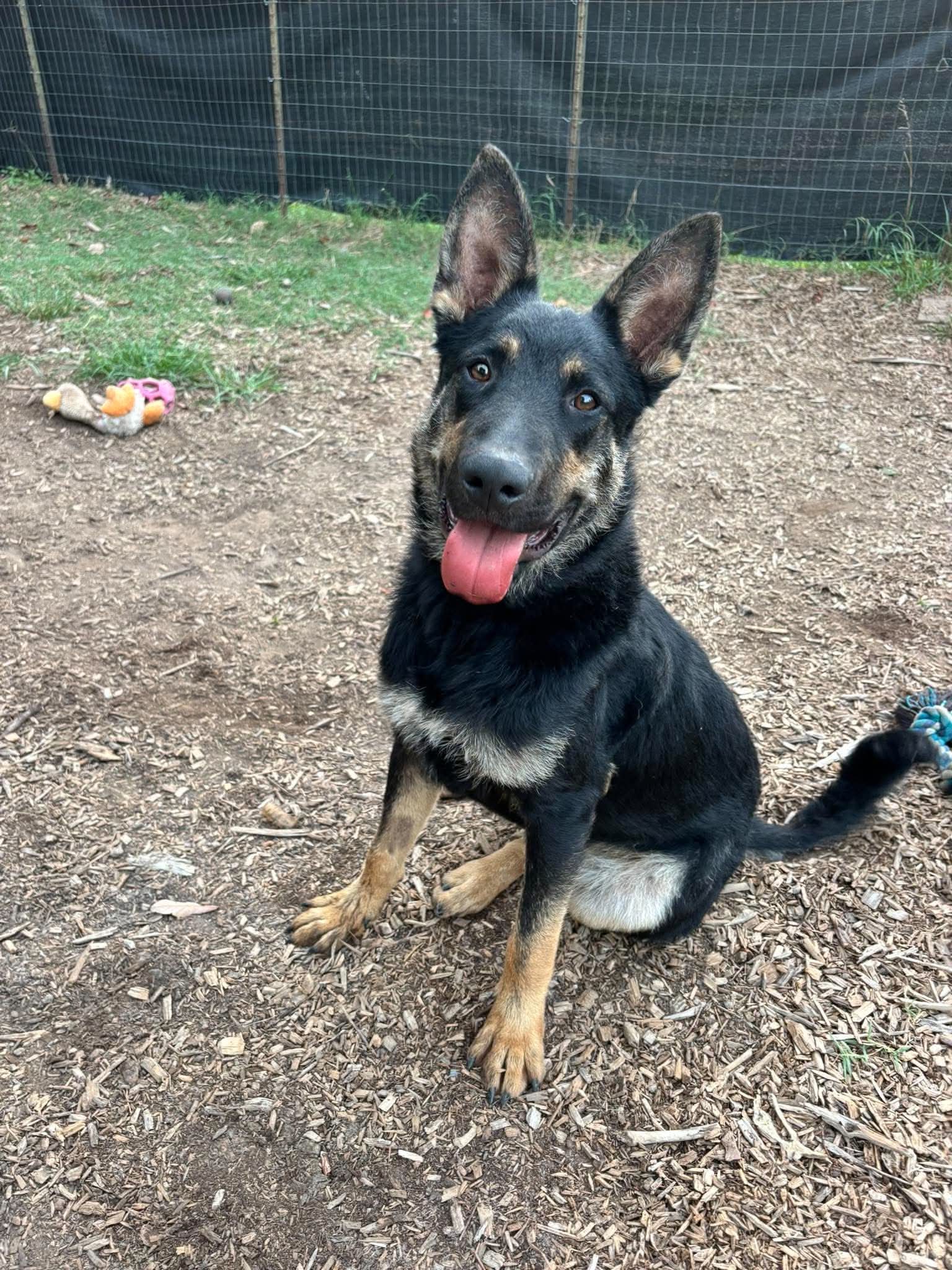 Baby Bear At Shelter - German Shepherd Dog