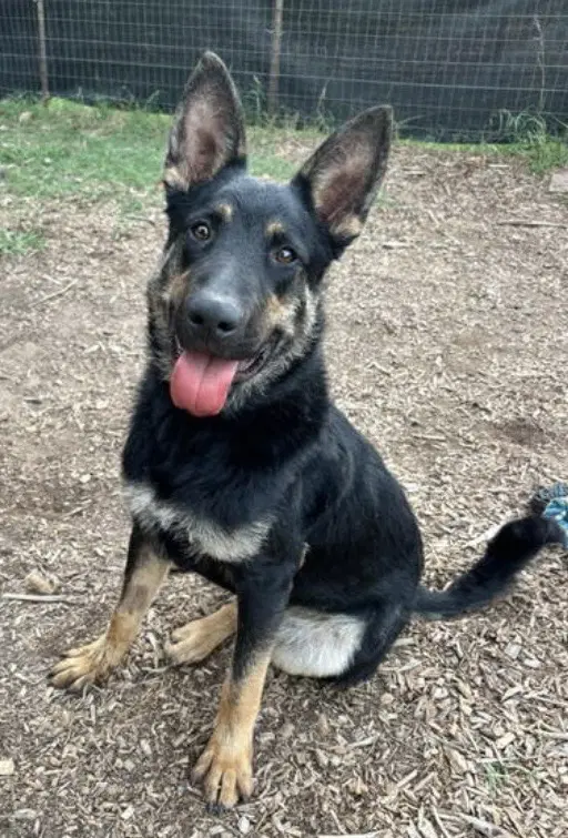 Baby Bear At Shelter - German Shepherd Dog