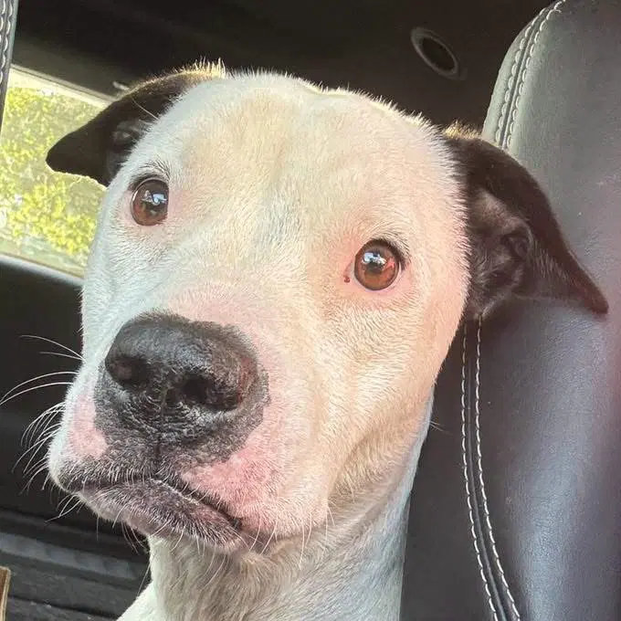 Little Dog Not At Shelter Ron image 3