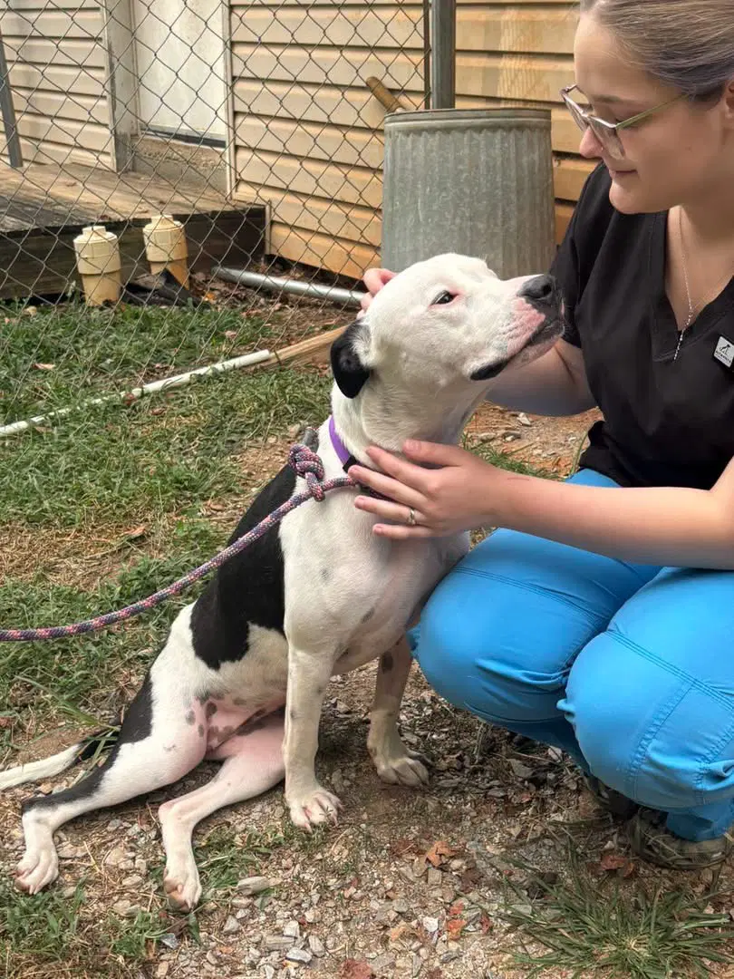 Little Dog Not At Shelter Ron image 2