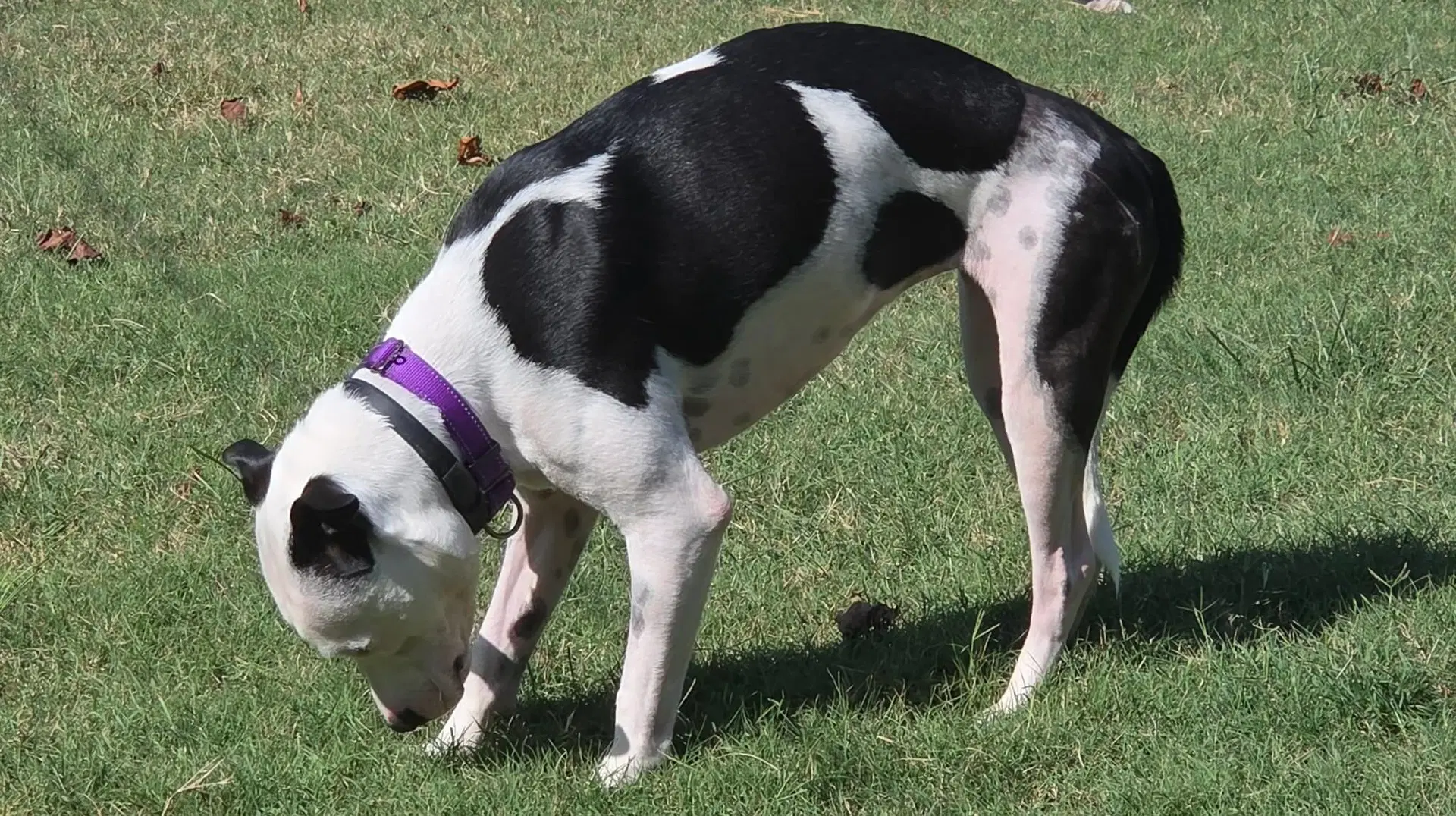 Little Dog Not At Shelter Ron - Pit Bull Terrier