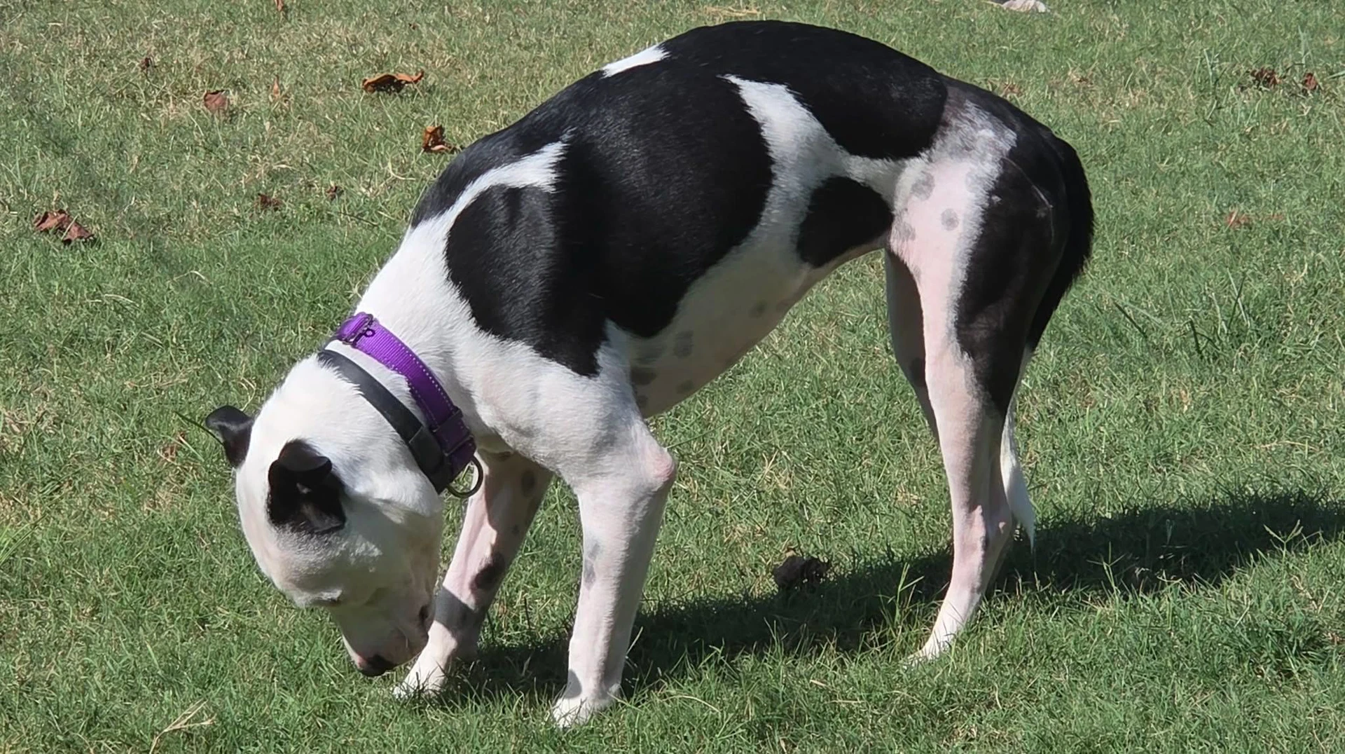 Little Dog Not At Shelter Ron