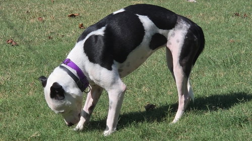 Photo 4 of Emma aka Little Dog: Not at shelter (Ron)