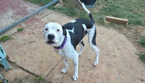 Emma aka Little Dog: Not at shelter (Ron), a dog for adoption from Friends of Campbell County Animal Control