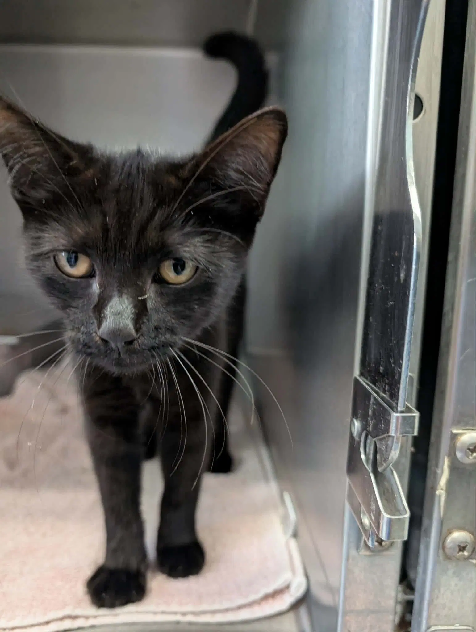 Katrina Van Tassle - At Shelter - Domestic Short Hair