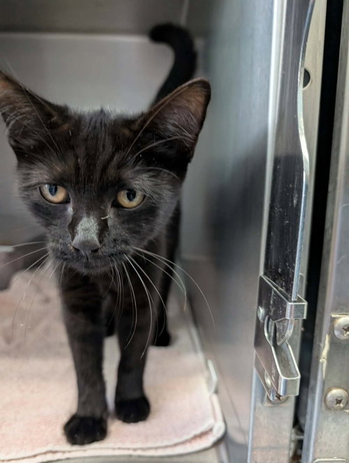 Katrina Van Tassle - At shelter, a cat for adoption from Friends of Campbell County Animal Control