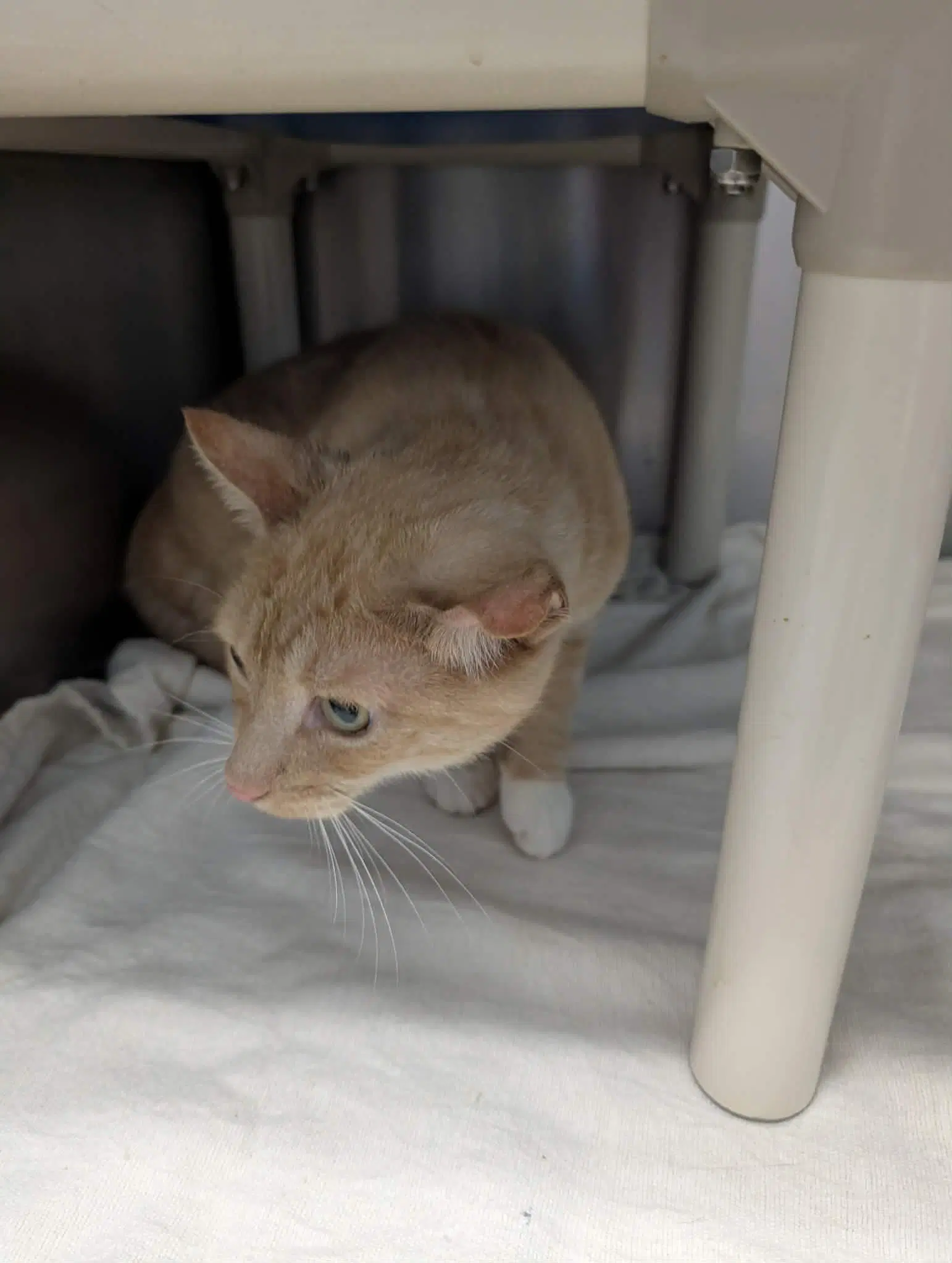 Bailey - At Shelter - Domestic Short Hair