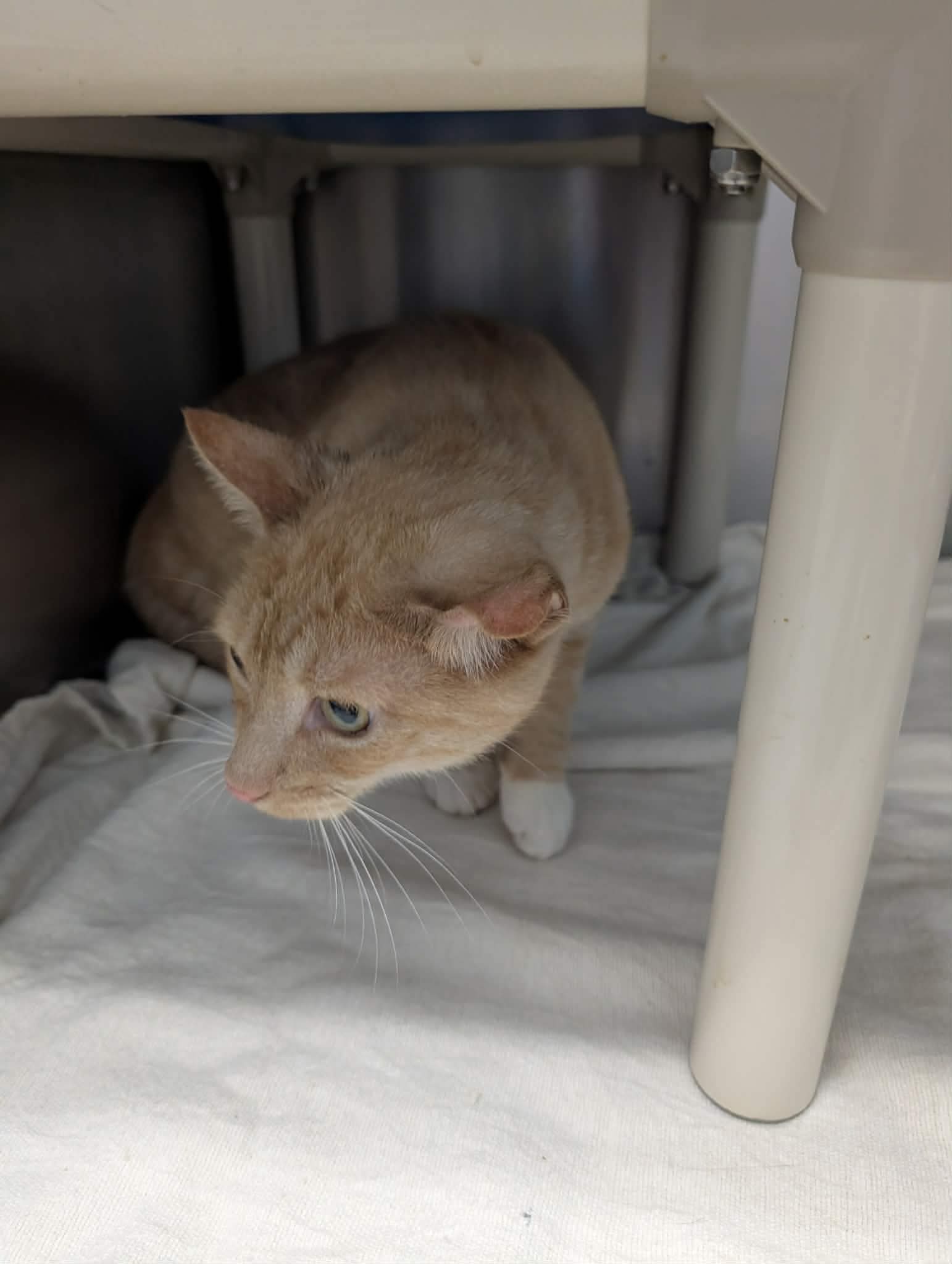 Bailey - At Shelter