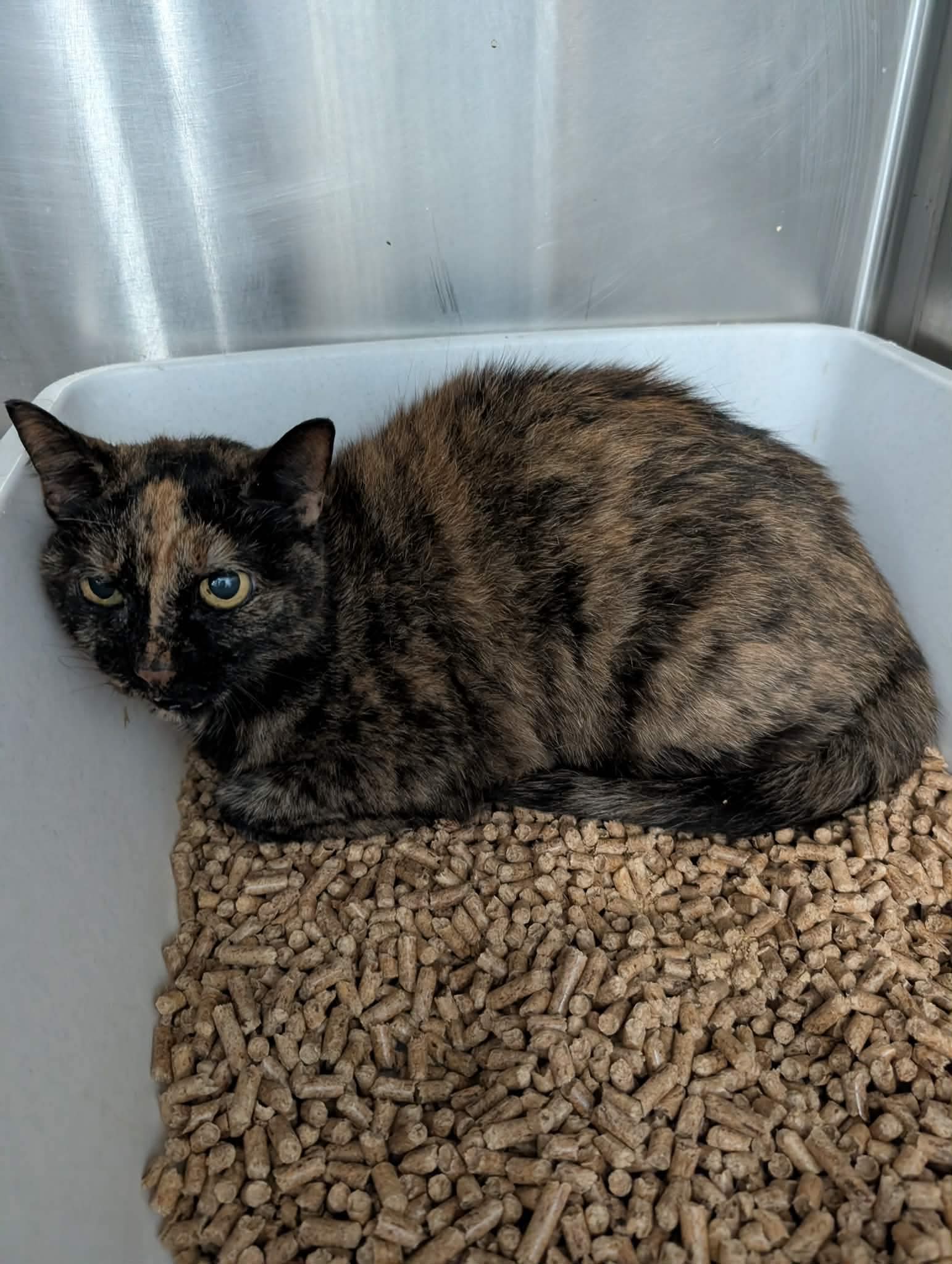 Jasmine - At shelter, cat