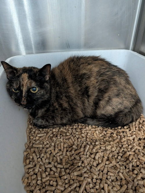 Jasmine - Not at shelter (Harmony), a cat for adoption from Friends of Campbell County Animal Control