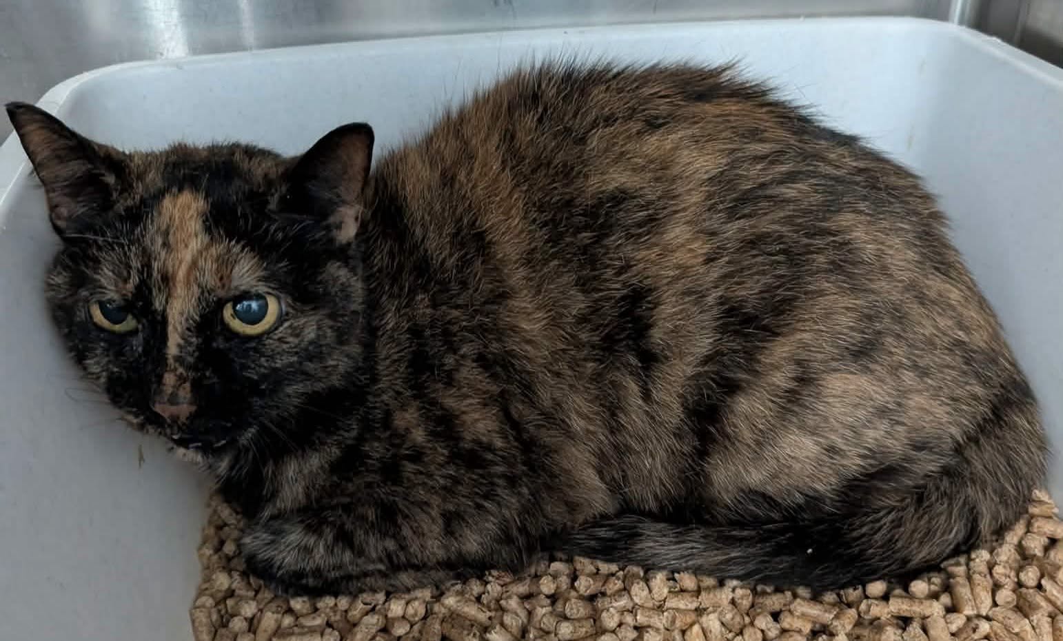 Jasmine: Not at shelter (Harmony)