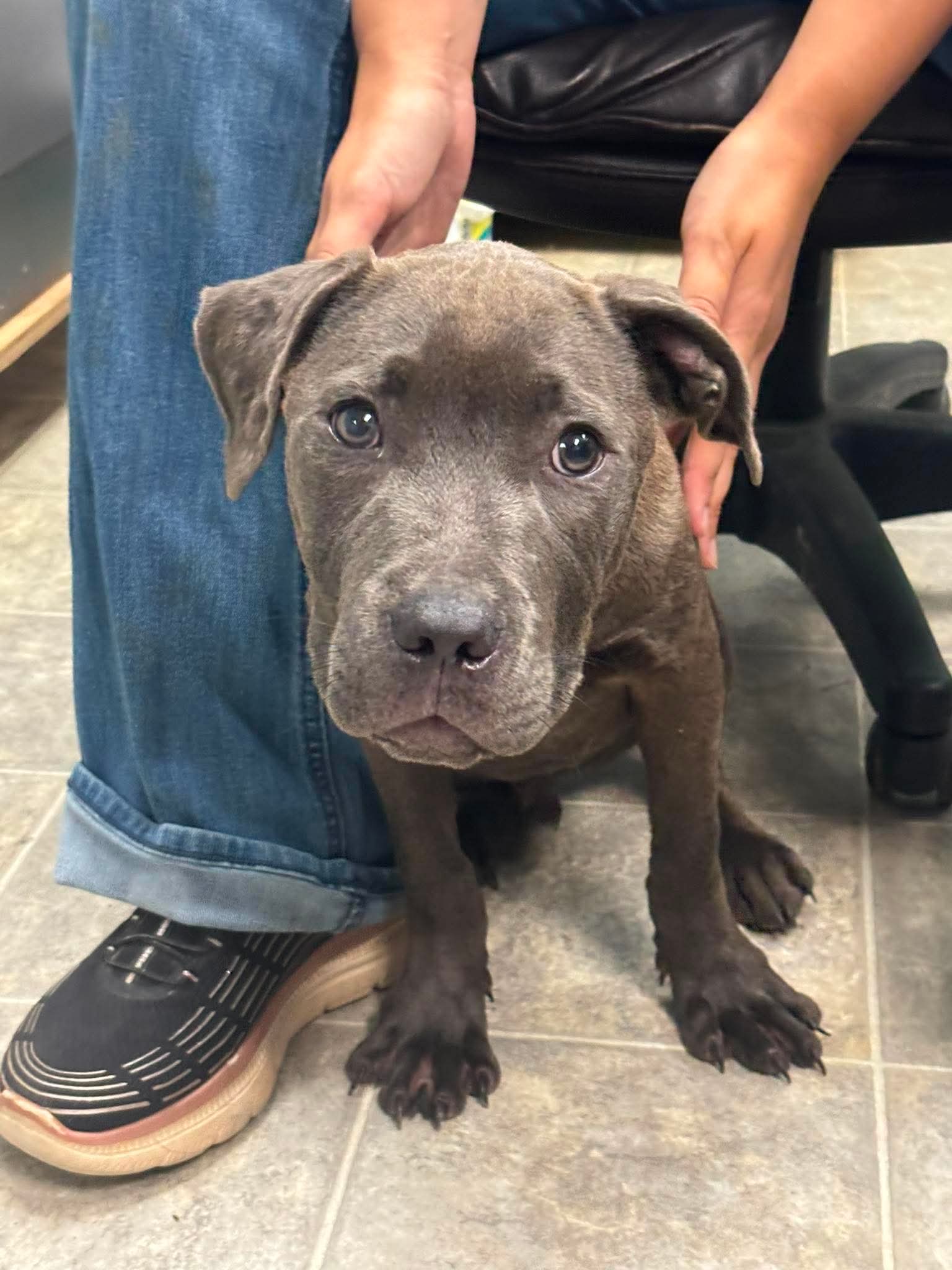 Audie - At shelter available 9/6, dog — photo 1 of 2