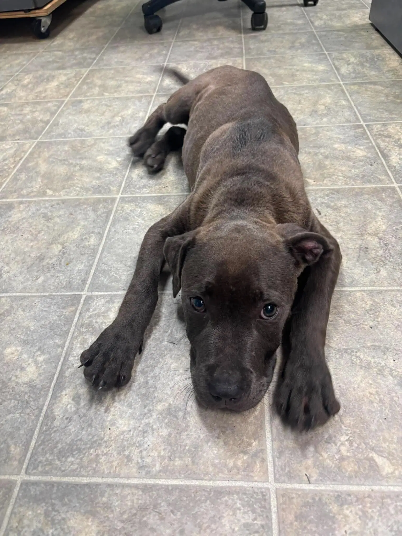 Audie - At Shelter Available image 2