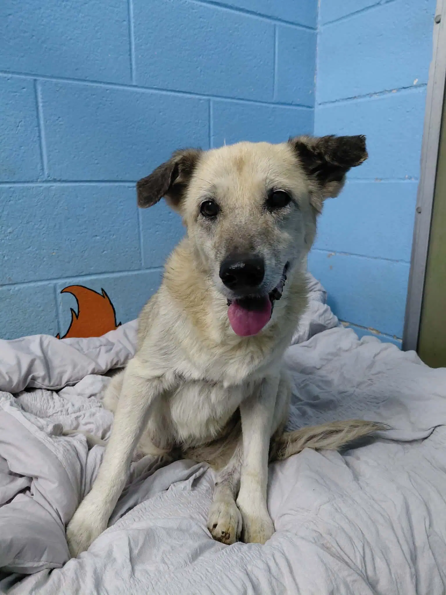 Bonny - At Shelter Available - Shepherd