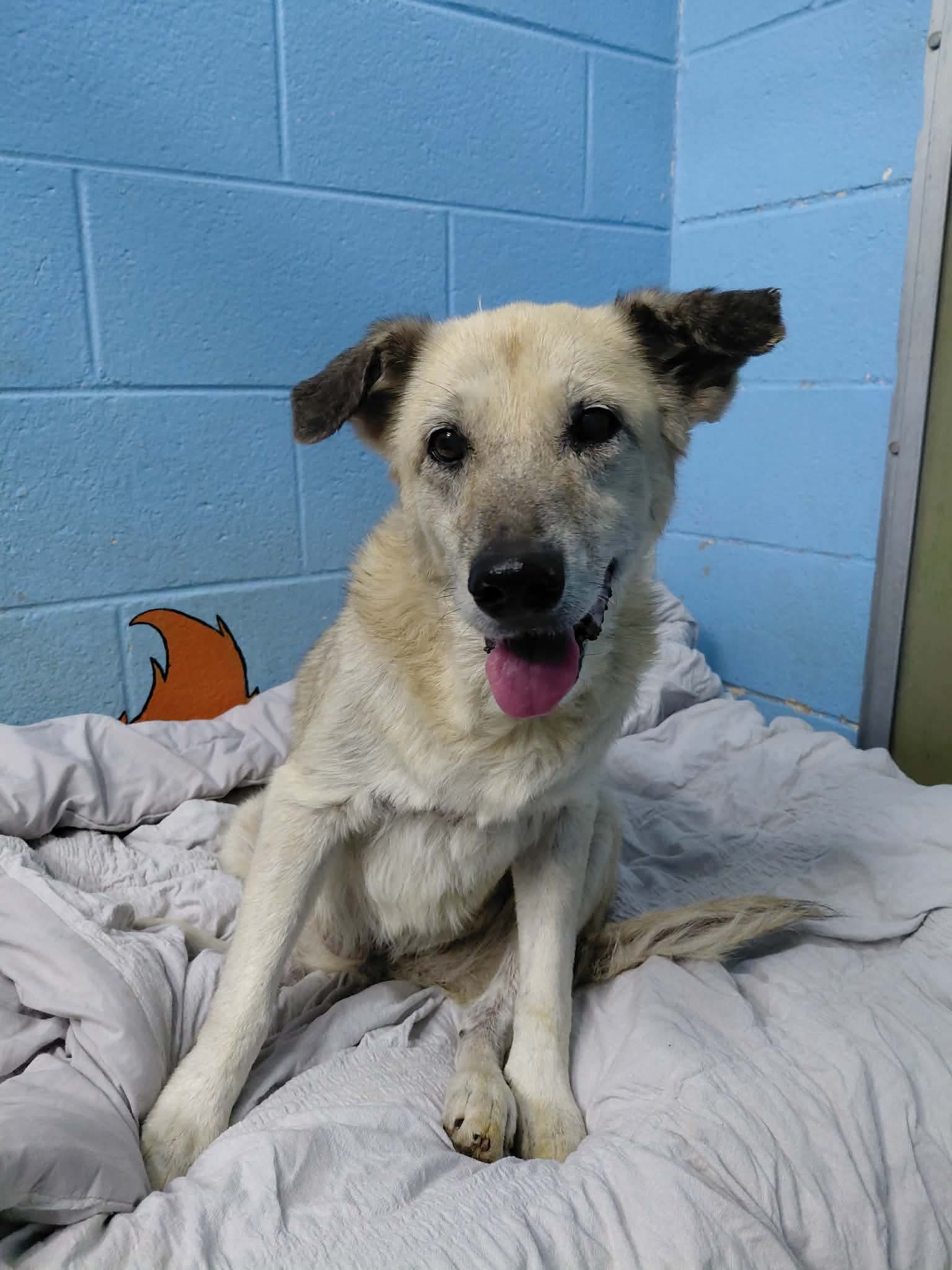 Bonny - At Shelter Available