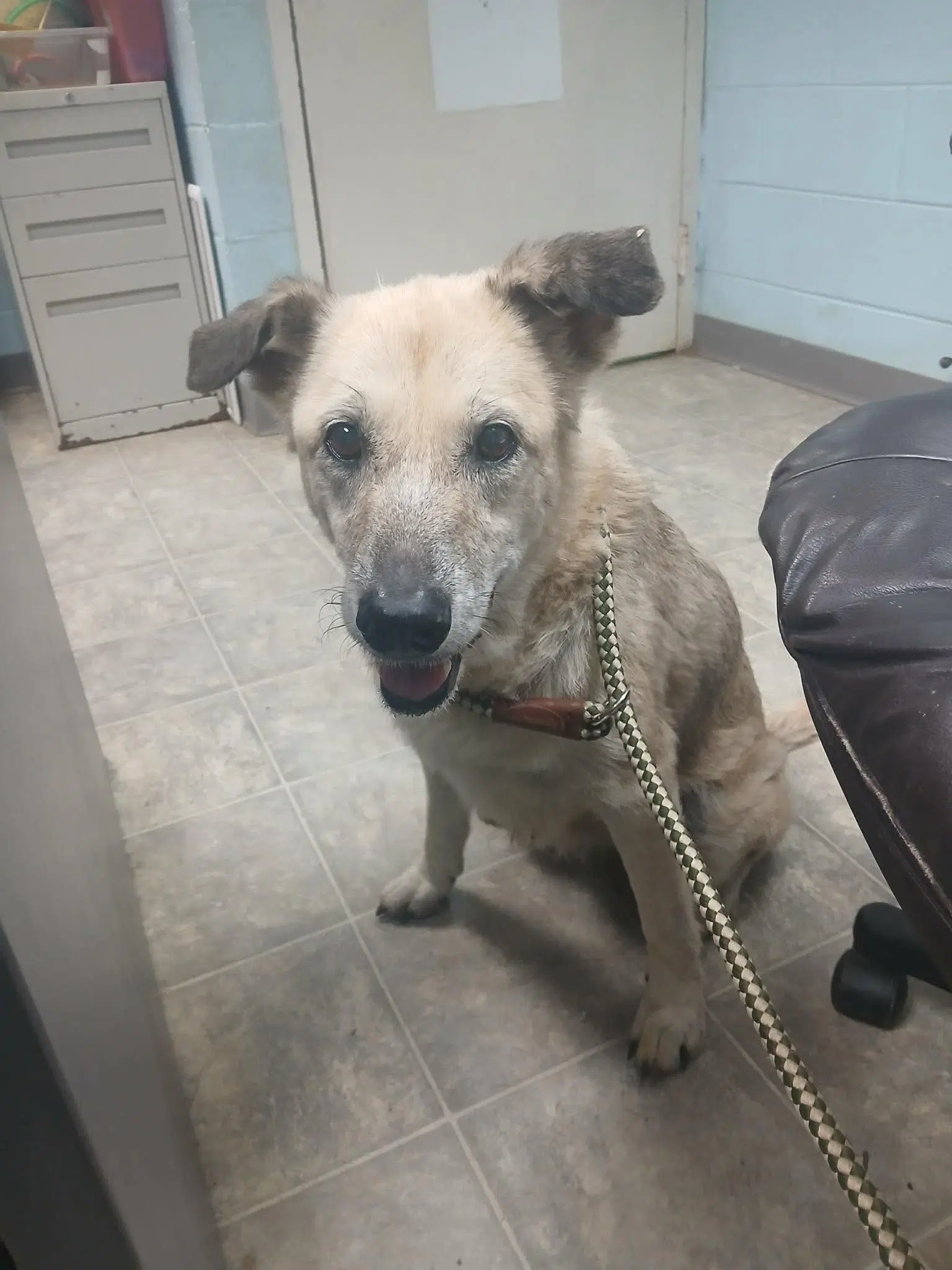 Bonny - At Shelter Available image 2