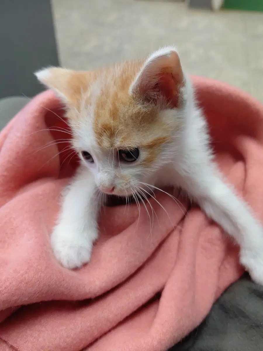 Rigamarole Rick-Not At The Shelter Cybil image 2