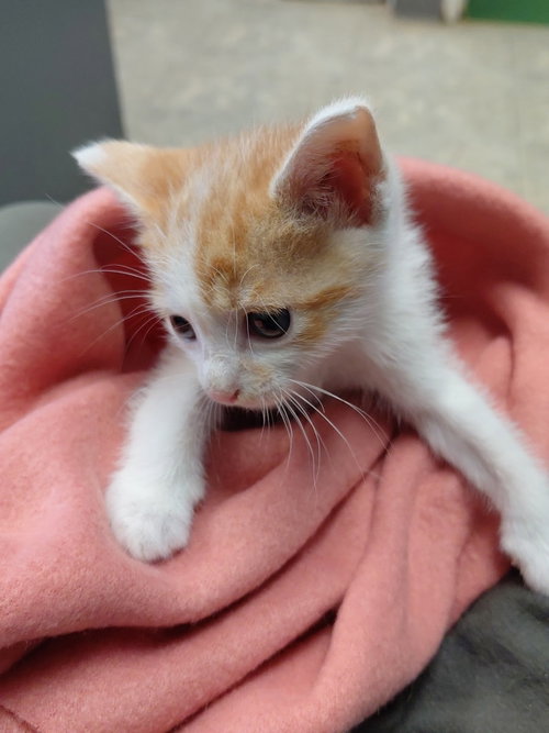 Photo 2 of Rigamarole (Rick)-Not at the Shelter (Cybil)