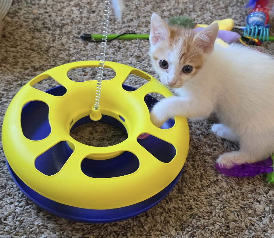 Rigamarole (Rick)-Not at the Shelter (Cybil)