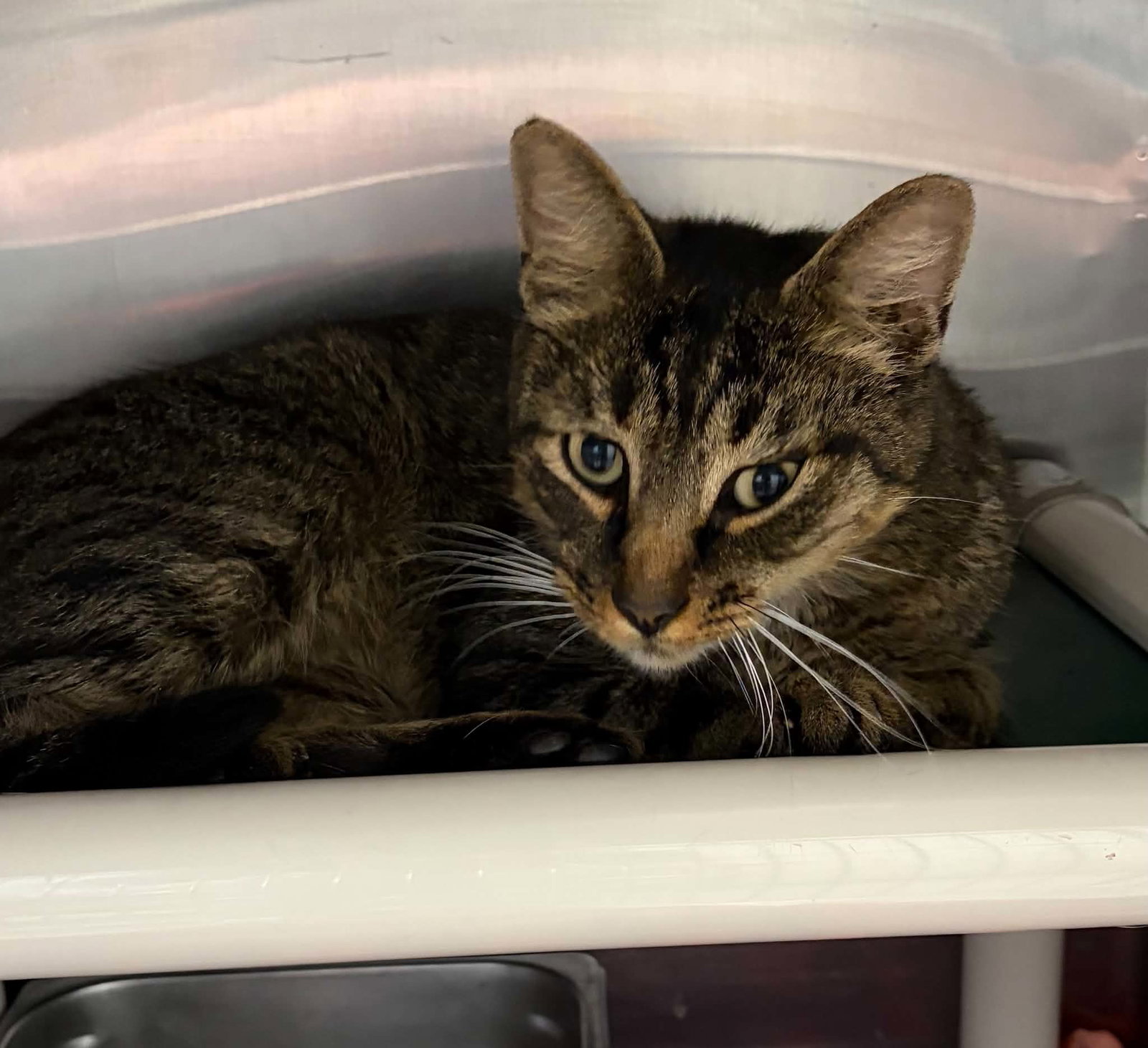 Foxglove - At shelter, cat — photo 1 of 2