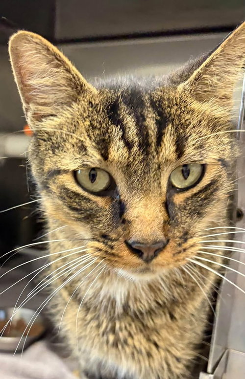 Foxglove - At shelter, a cat for adoption from Friends of Campbell County Animal Control