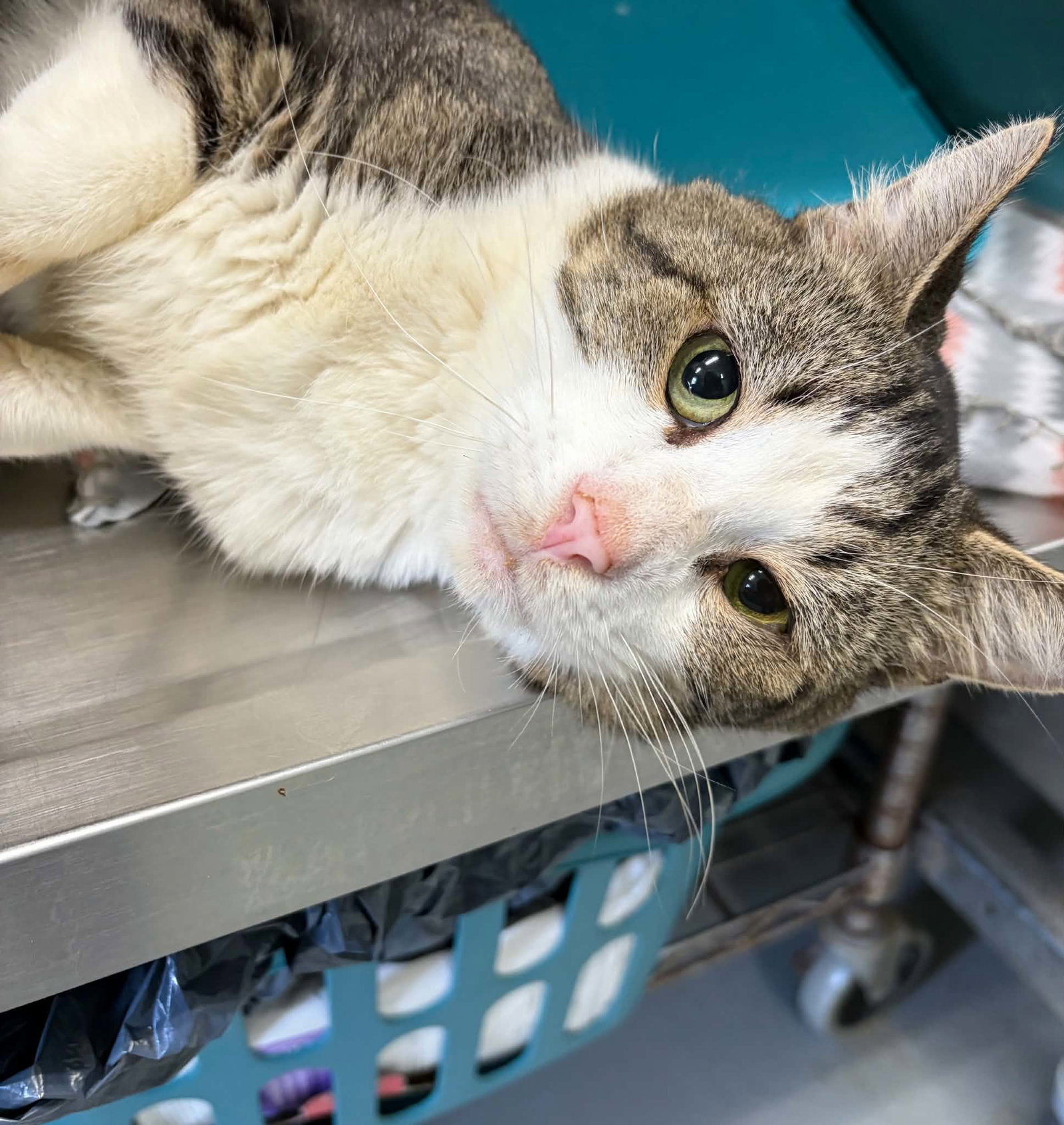 Ambrose - At shelter, cat — photo 1 of 1