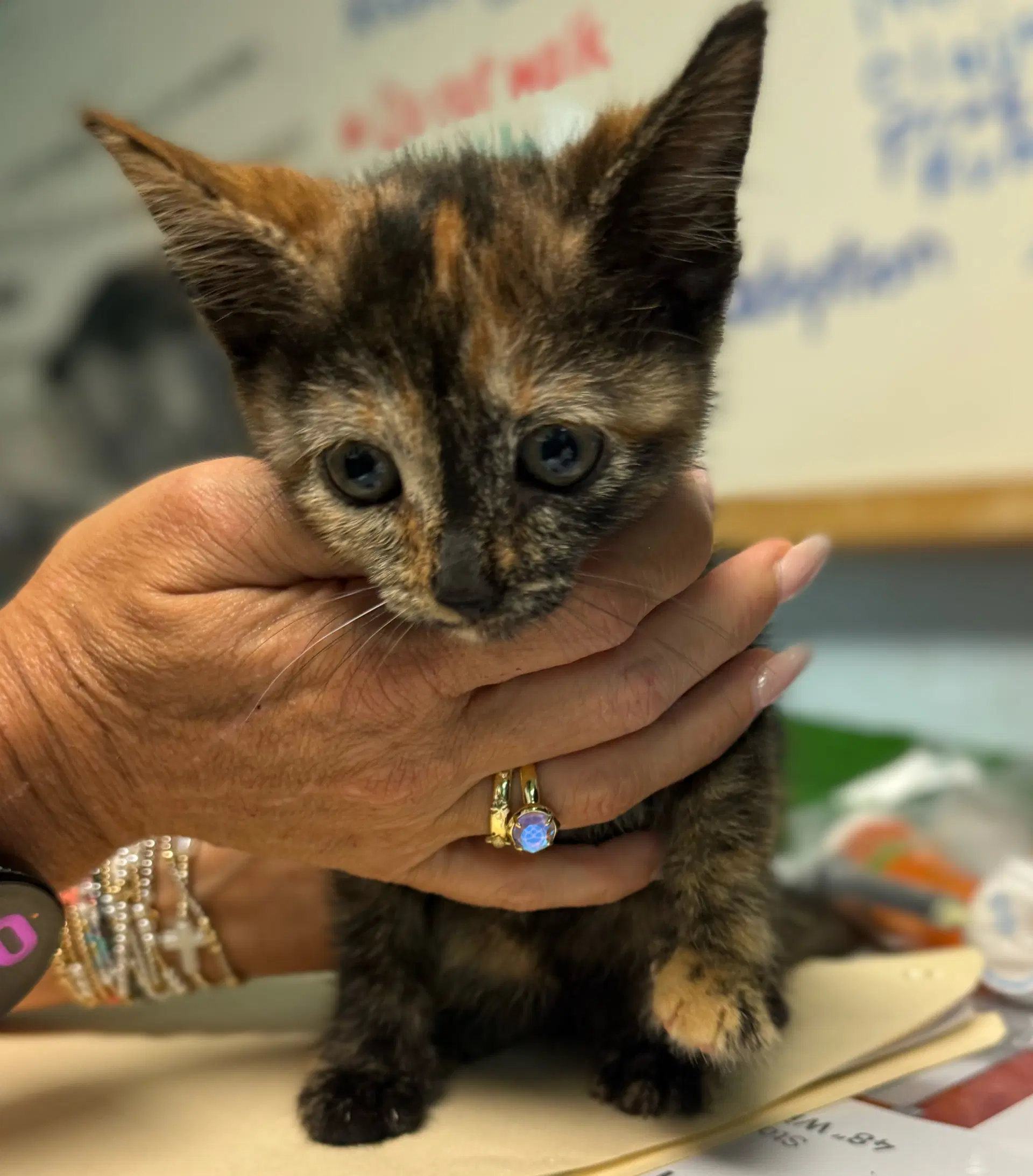 Jessie Not At The Shelter Cybil - Domestic Short Hair