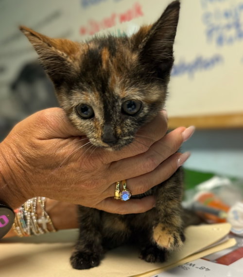 Jessie: Not at the shelter (Cybil), a cat for adoption from Friends of Campbell County Animal Control
