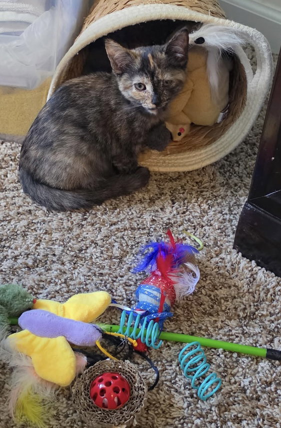 Jessie: Not at the shelter (Cybil)