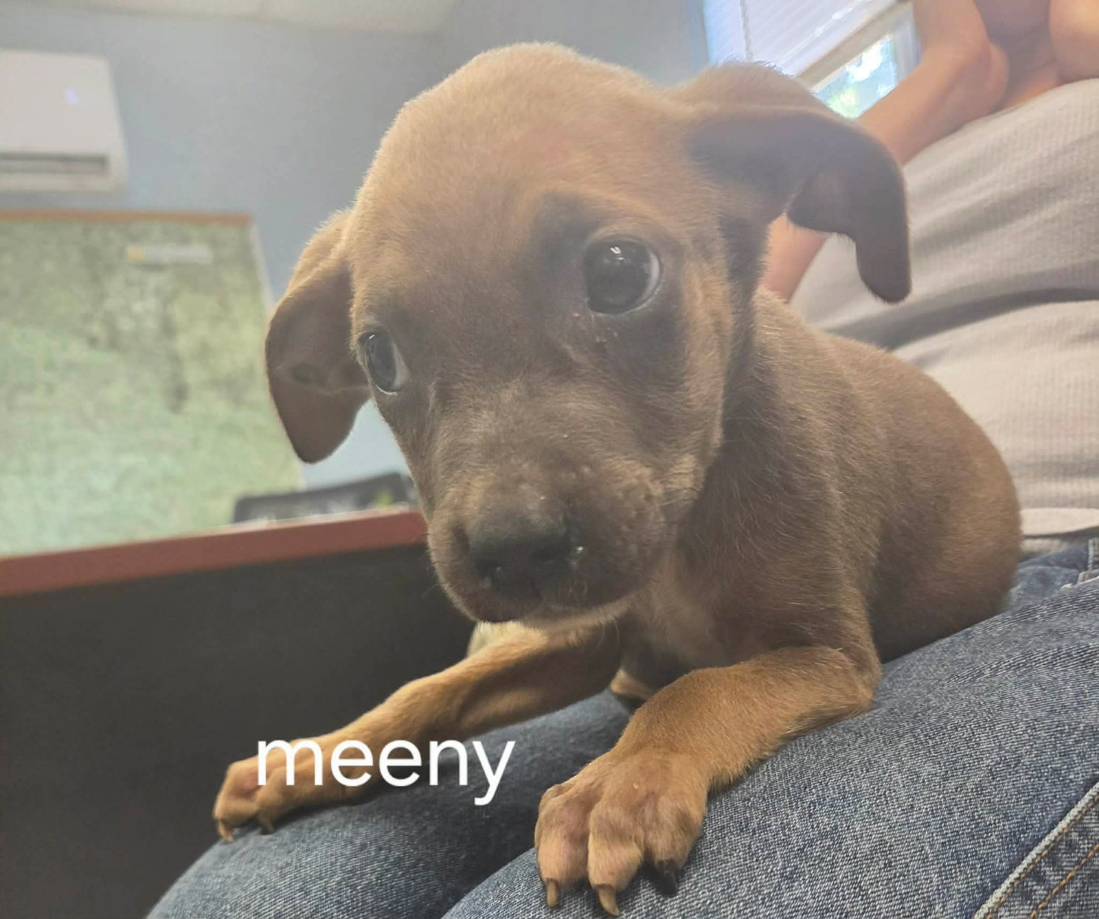 Meeny - At shelter available 9/15, dog — photo 1 of 2