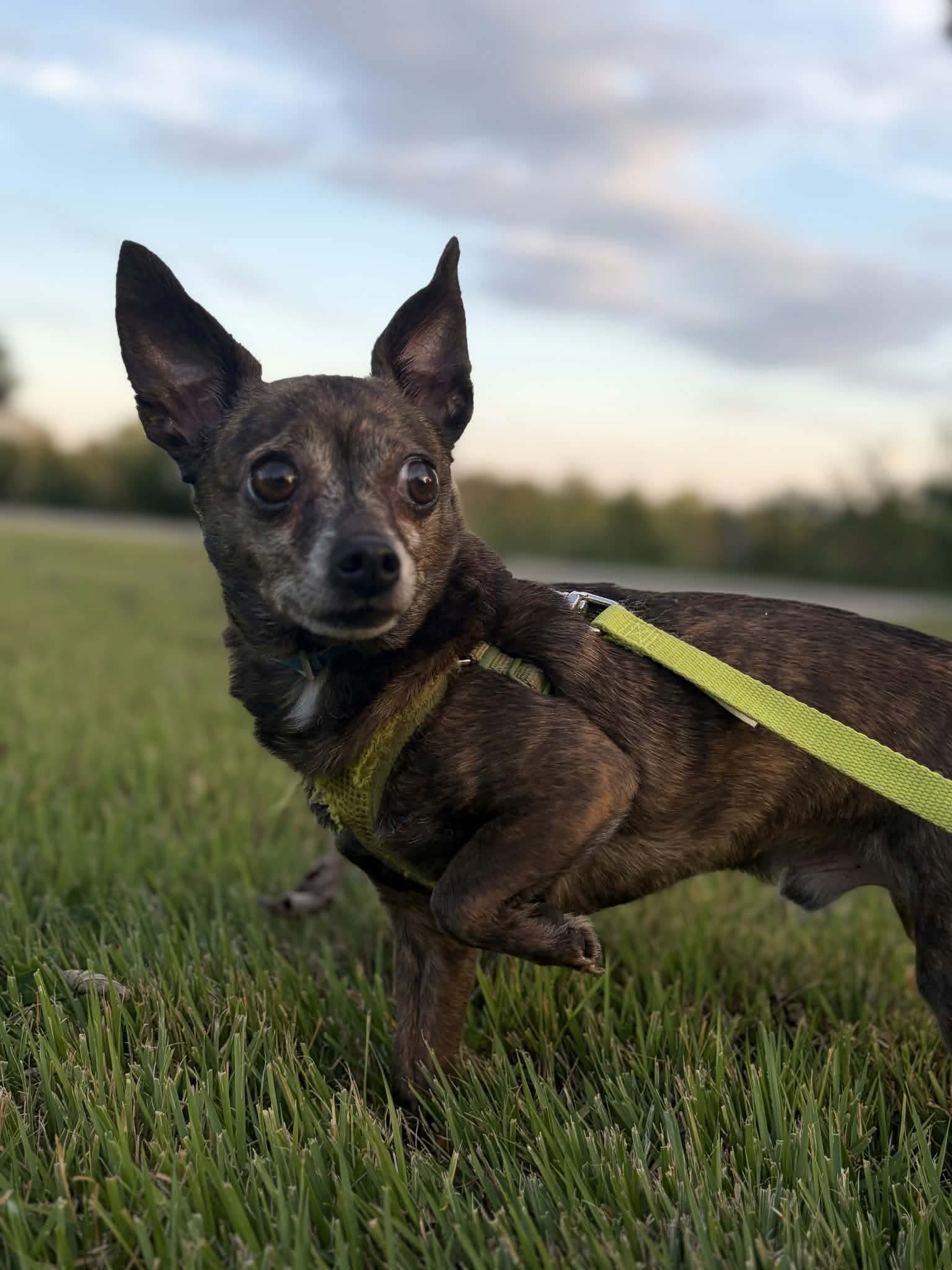 Dutchie - Not at shelter (Suzanna), dog — photo 1 of 1