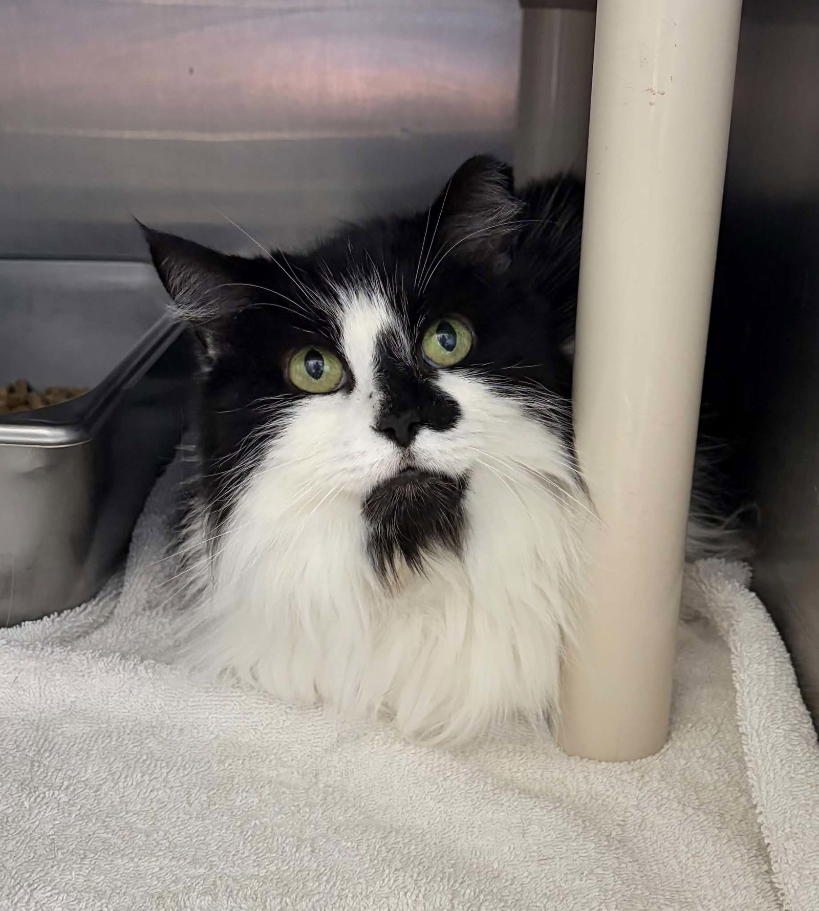 Lila - At shelter, cat — photo 1 of 1