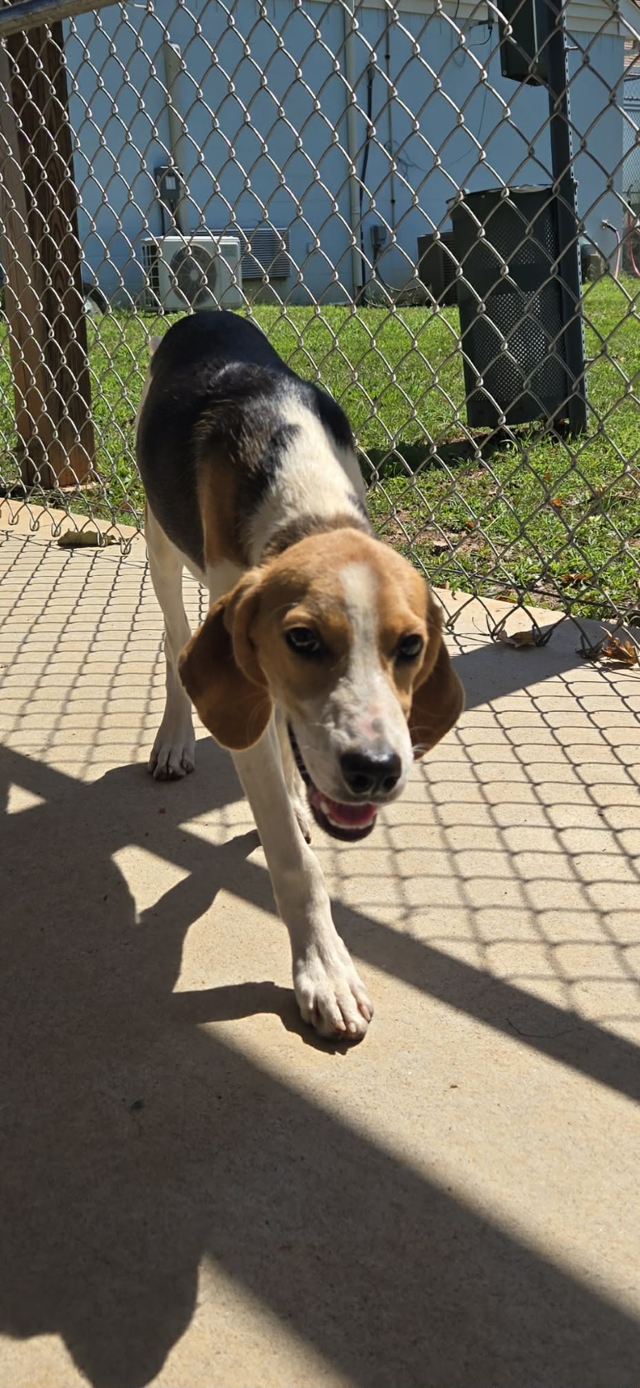 Printer - At Shelter Available